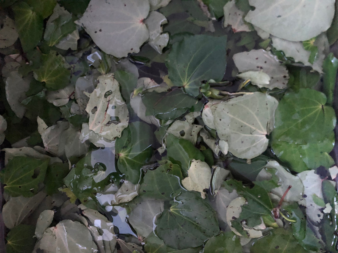 Medicinal Kawakawa | Blog