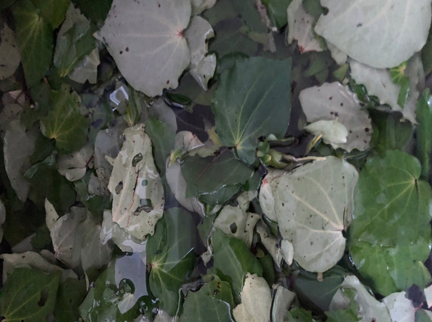 Native Herbal Medicine Workshop