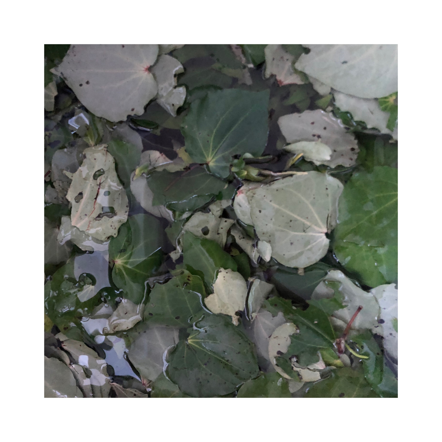 Organic Kawakawa Balm