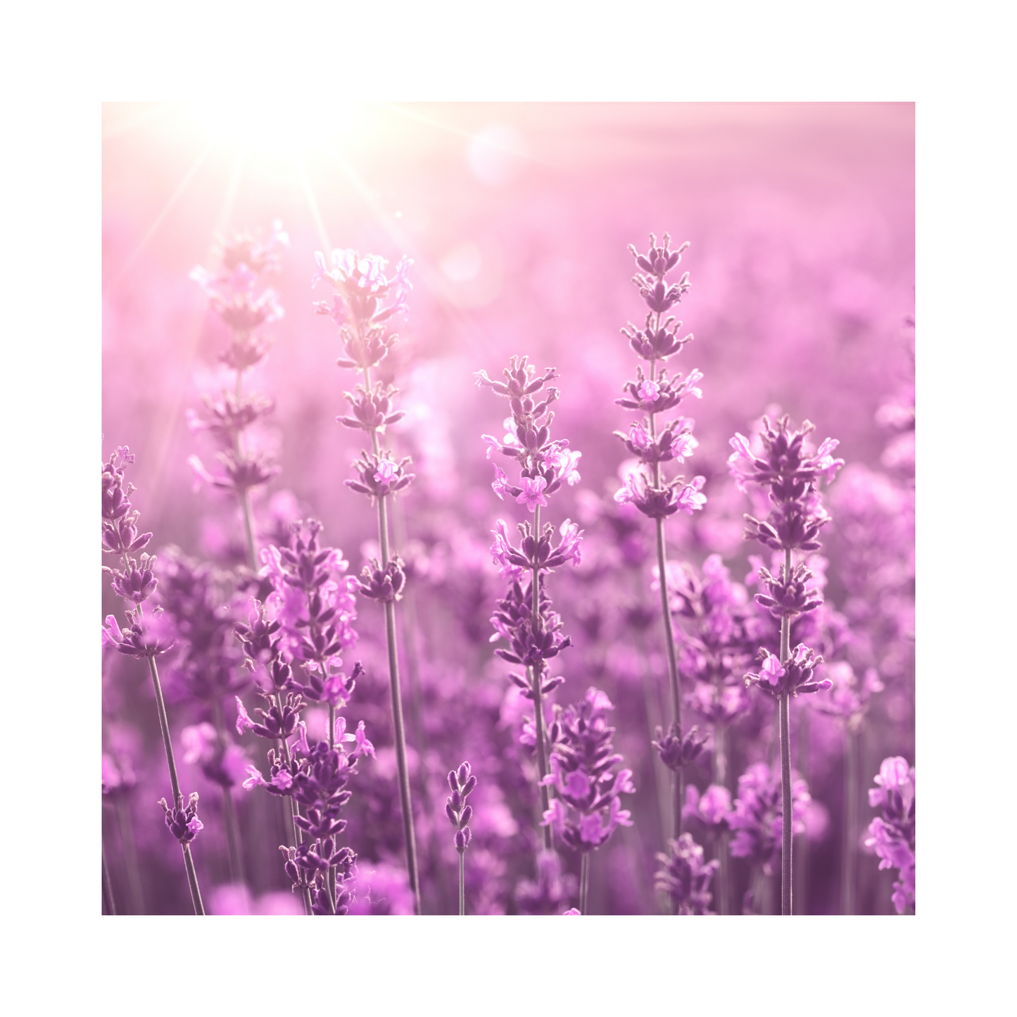 Anxiety Soothing Balm