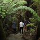 Native Herbal Medicine Workshop